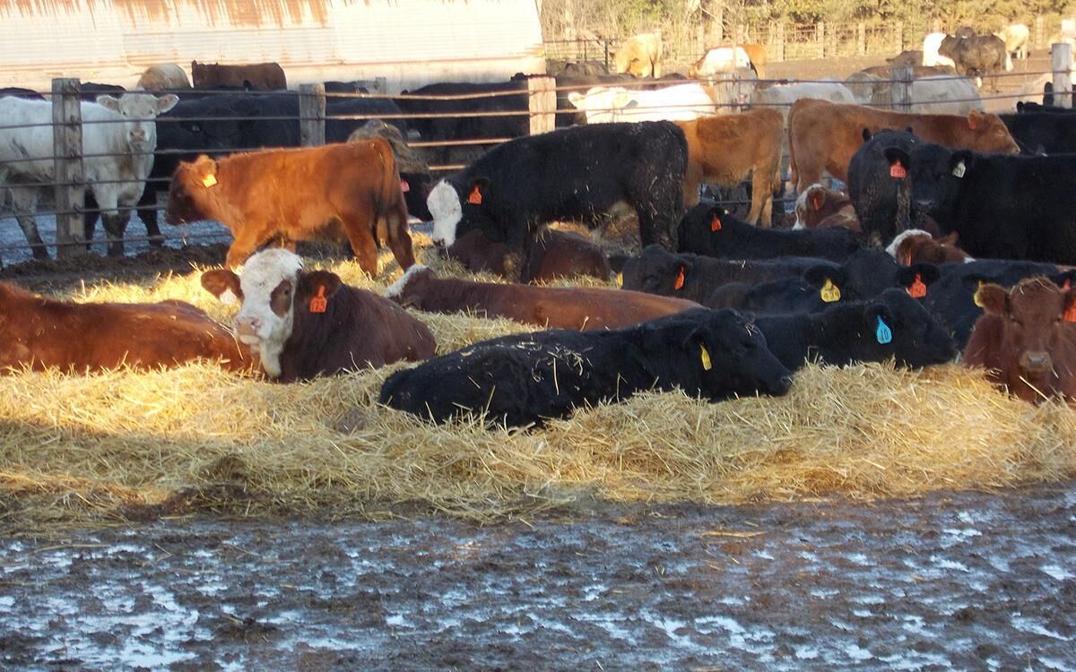 FL Bedding Winter